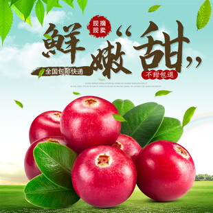 新鲜甜嫩的蔓越莓果实