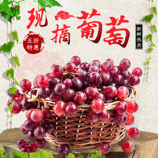 悦摘葡萄筐中硕果诱人