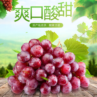 爽口酸甜的新鲜紫葡萄