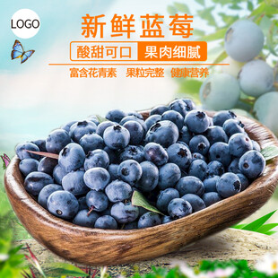 新鲜蓝莓饱满多汁待品尝