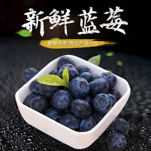 新鲜蓝莓饱满多汁诱人