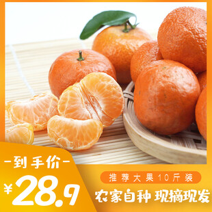新鲜农家柑橘现摘现发