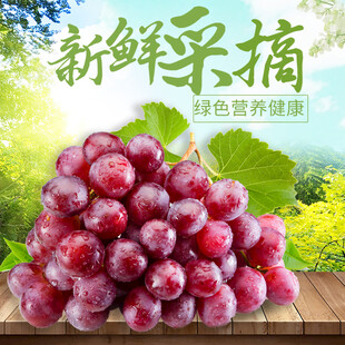 新鲜采摘的诱人红葡萄
