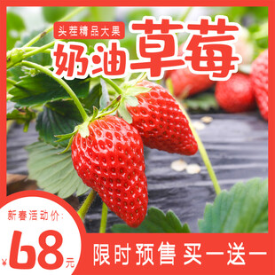 新鲜奶油草莓限时优惠