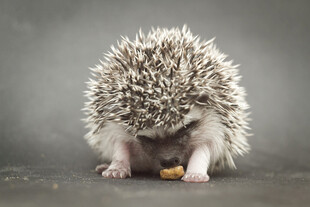 可爱刺猬低头享用美食