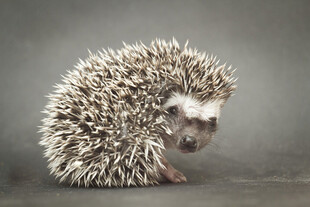 可爱小刺猬蜷缩姿态