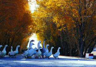 雪地群鹅的秋日林间美景