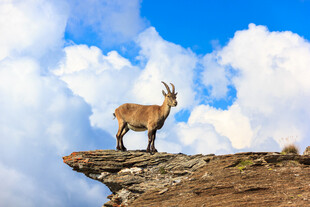 悬崖边的山羊