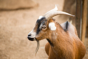 棕色山羊特写