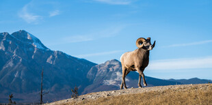 高山边的大角羊