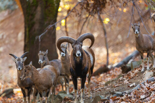 山林中的盘羊群