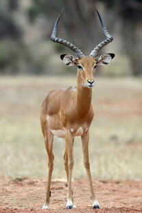 优雅羚羊站立于开阔之地