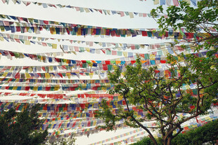 五彩经幡悬挂于绿树间