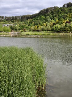 湖畔青青芦苇 宁静美景