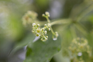 雨中香樟花