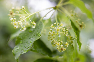 雨中香樟嫩绿枝叶与小花