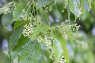 雨中香樟花