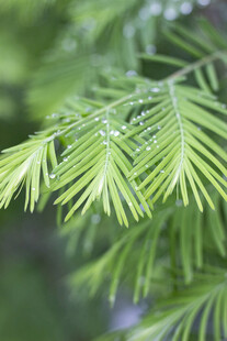 水杉叶上的晶莹水珠