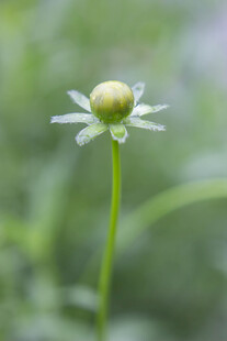 天人菊花苞特写