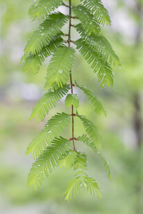 水杉枝叶嫩绿枝叶生机盎然