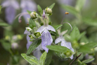水果兰紫色小花绽放绿叶间