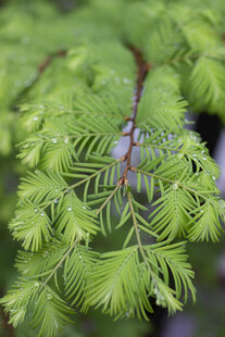水杉翠绿羽状叶片植物特写
