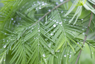 带露珠的翠绿水杉叶片