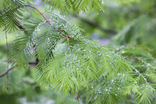 水杉雨后翠绿枝叶晶莹水珠