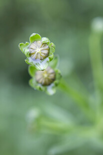 含苞待放的清新小花
