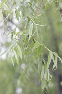 嫩绿柳枝叶