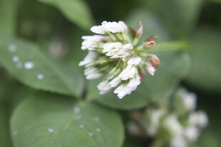 白色三叶草花朵特写