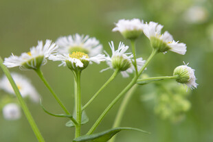 白色小花绽放于绿野间