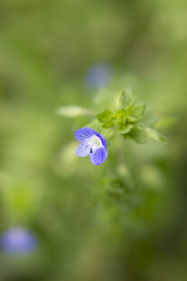 蓝色小花绽放于绿意间