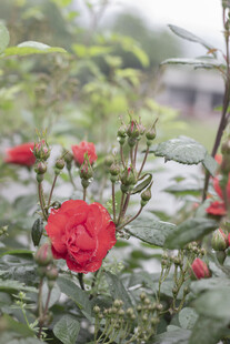 娇艳带露红玫瑰