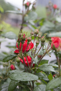 雨中绽放的红色月季