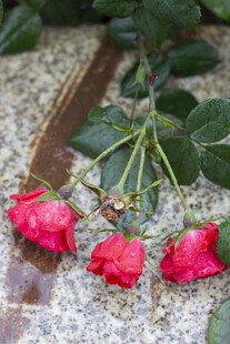 地上娇艳的三朵红玫瑰