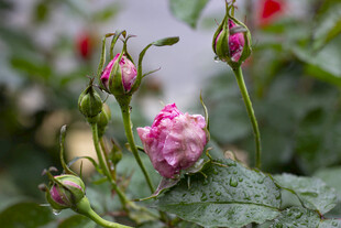 含苞待放的娇艳粉色玫瑰