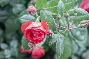 带露红玫瑰绽放绿意间