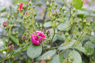 娇艳蔷薇绽放绿叶间