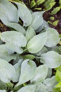 淡绿色玉簪叶特写