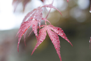 带水珠的红枫叶