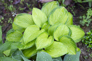 翠绿玉簪叶片清新植物
