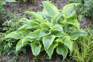 绿叶玉簪植物特写
