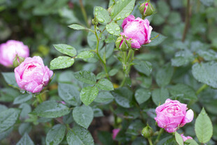 娇艳绽放的粉色月季花