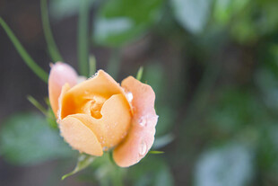 娇艳黄玫瑰特写