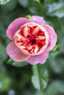 粉色条纹月季花特写