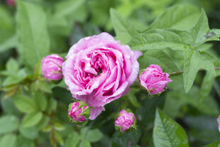 娇艳粉色玫瑰绽放