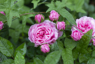 娇艳粉色蔷薇绽放绿叶间