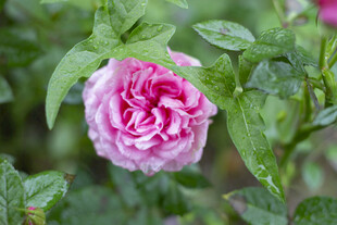 娇艳粉色月季花