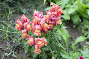 鲜艳多彩金鱼草盛放